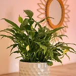 Апартаменты Relaxation Station - My Charming, Cosy&inviting - Smart Thermostat - Private Parking - Ior Park - Long Term Price Cuts Бухарест