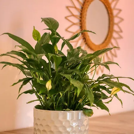 Apartment Relaxation Station: Cozy With Smart Features Near Ior Park Bucharest